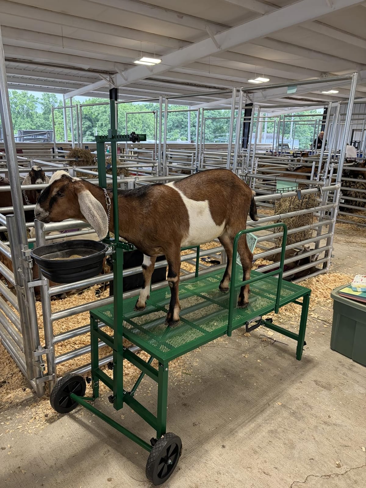 Goat Stand with Adjustable Headpiece & Legs, Goat Milking Stand with Feeder, Rails & Wheels, Stanchion for Grooming & Hoof Trimming, Sheep Stand for Shearing Heavy-Duty Steel Platform, Blue customer photo 2