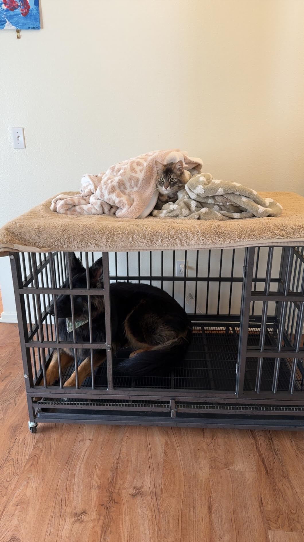 LEMBERI 48 inch Heavy Duty Indestructible Dog Crate, High Anxiety Extra Large Dog Cage for Large Dogs, XL Steel Escape Proof Dog Kennel with Wheels and Removable Tray (Black, 47.2 * 30.7 * 34.6 inch) customer photo 2