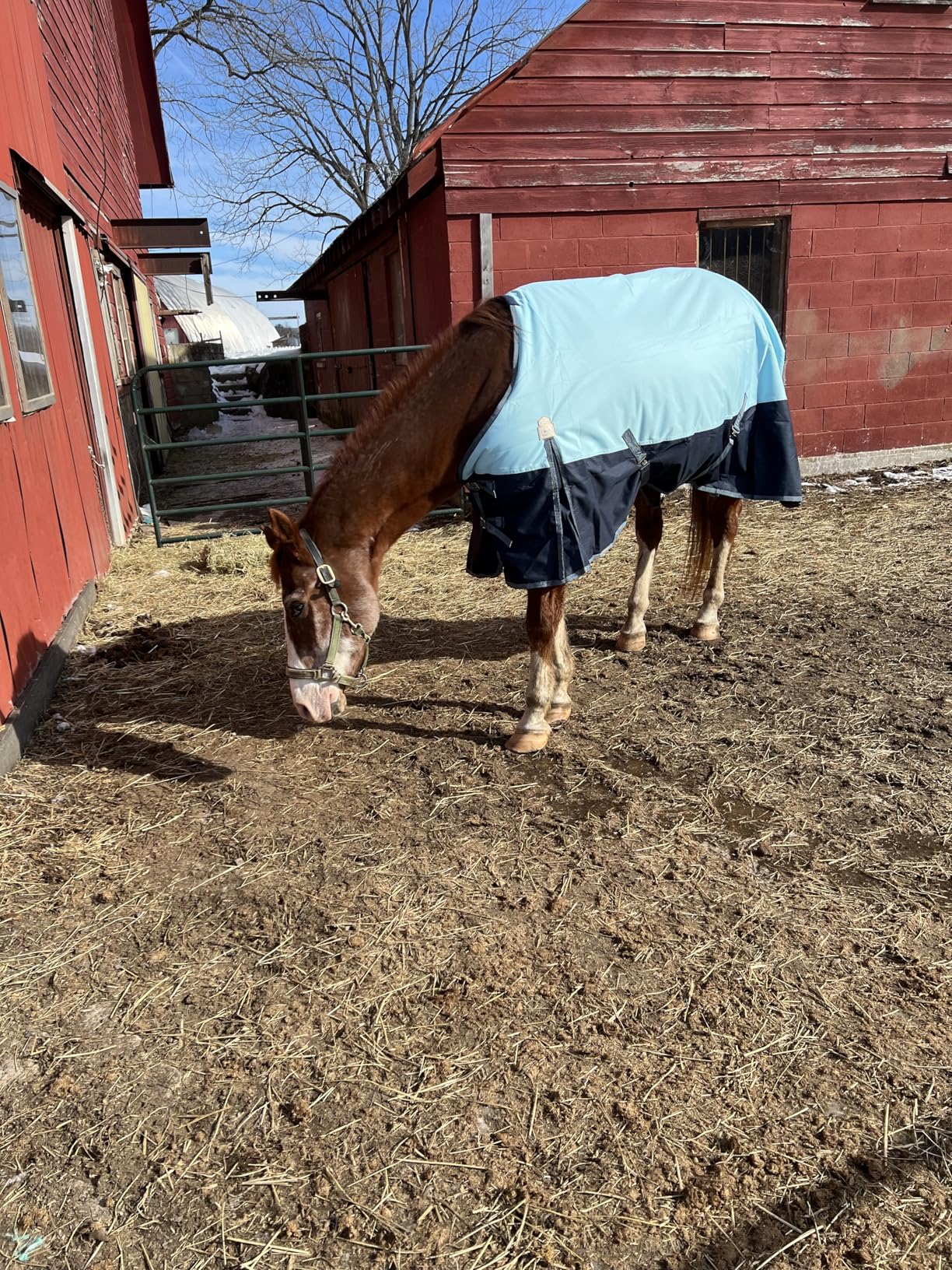 BARN & STABLE 600Denier 3000mm/3000mvp Super Waterproof & Breathable Horse Blankets for Winter with 200g Fill customer photo 2