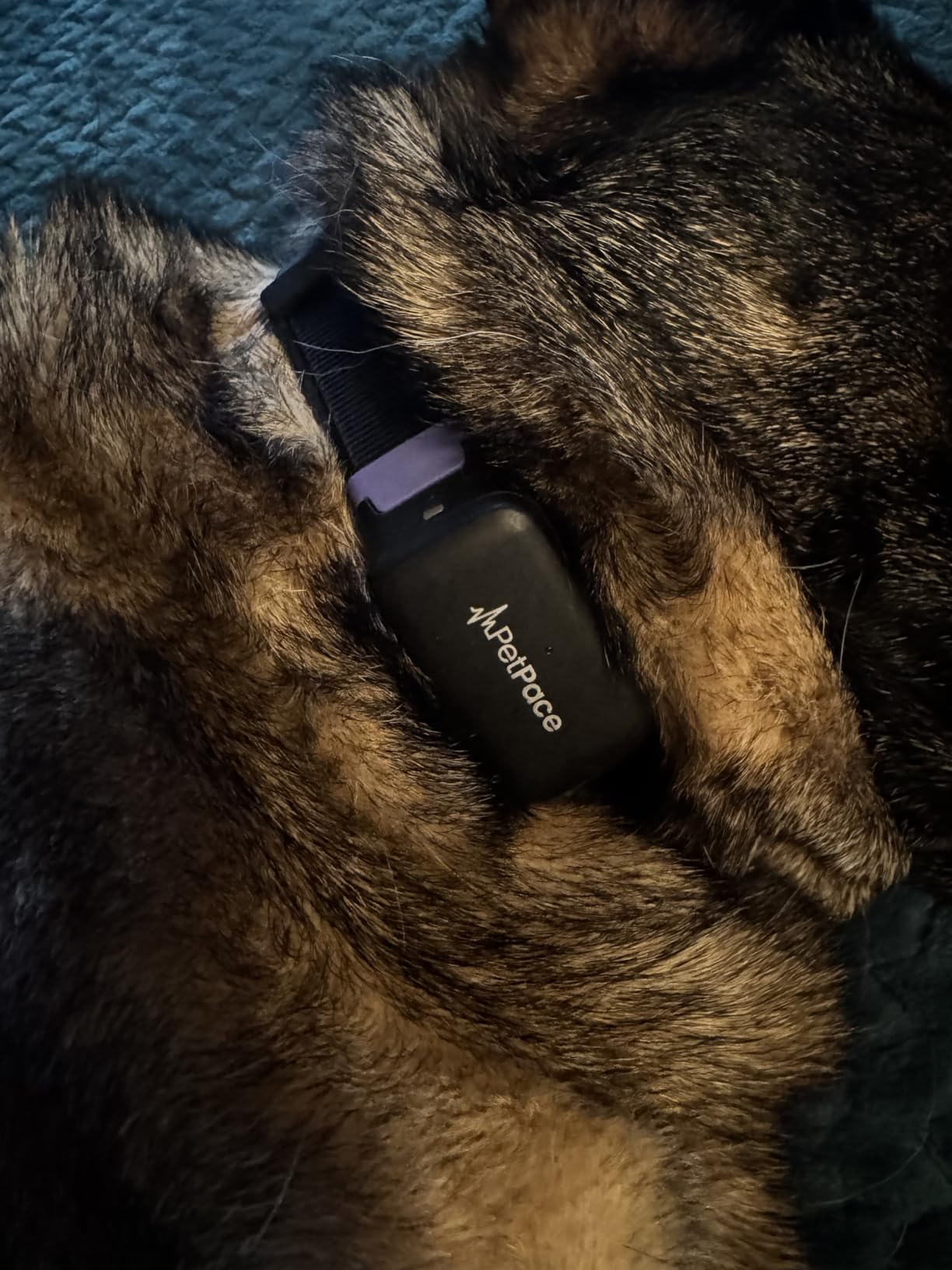 NEW Dog Health Monitor V3.0 by PetPace - AI Smart Collar with 24/7 Vital Signs, Pain & GPS Tracking, Telehealth AskaVet & Share With Your Vet, Smartwatch Sync - Subscription Required (Large) customer photo 1