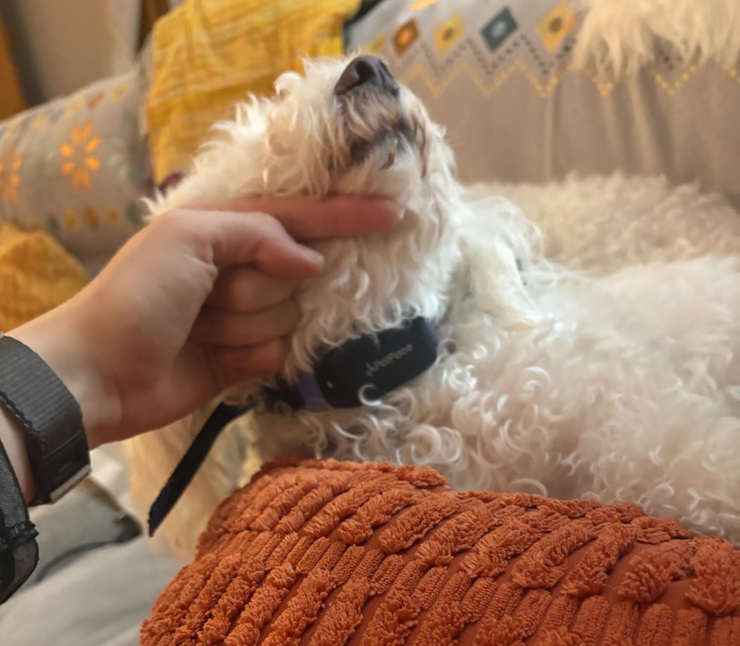 NEW Dog Health Monitor V3.0 by PetPace - AI Smart Collar with 24/7 Vital Signs, Pain & GPS Tracking, Telehealth AskaVet & Share With Your Vet, Smartwatch Sync - Subscription Required (Large) customer photo 2