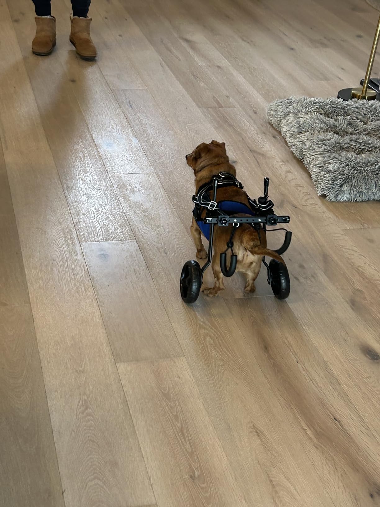 Dog Wheelchair for Back Legs, Adjustable Height/Length/Width, Sturdy Wheelchair with All-Terrain Shock-Absorbing Wheels, Mobility Support for Injured or Disabled Small & Medium Dogs & Cats customer photo 1