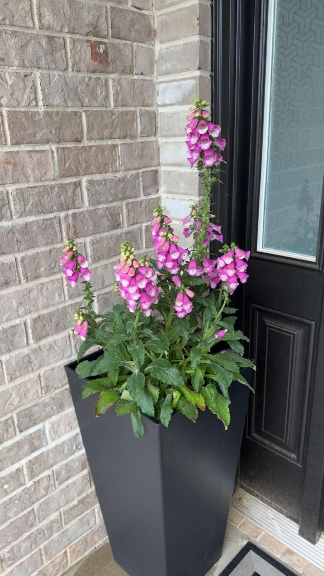 Tall Outdoor Planter 30 Inch 2-Pack, Tapered Design with Drainage Holes customer photo 1