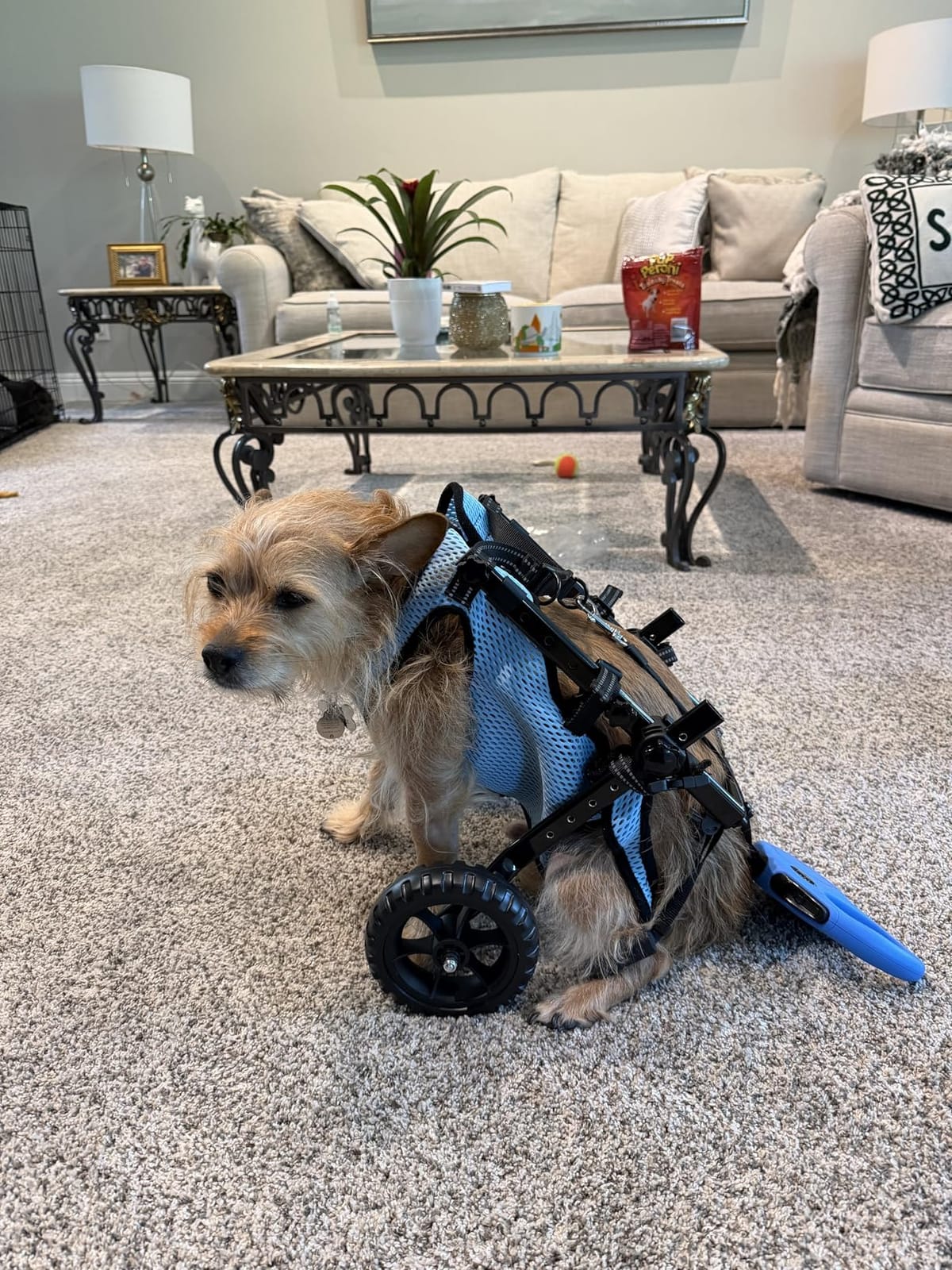 VEVOR Dog Wheelchair for Back Legs, Lightweight 2 Wheels Pet Wheelchair, Height, Width & Length Adjustable, Dog Cart with Shock-Absorbing Wheels, for Injured, Disabled Dogs customer photo 1
