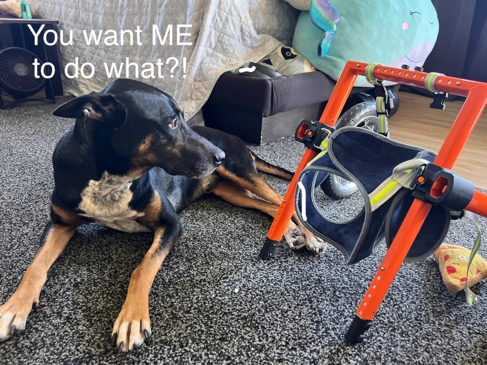 VEVOR Dog Wheelchair for Back Legs, Lightweight 2 Wheels Pet Wheelchair, Height, Width & Length Adjustable, Dog Cart with Shock-Absorbing Wheels, for Injured, Disabled Dogs customer photo 2