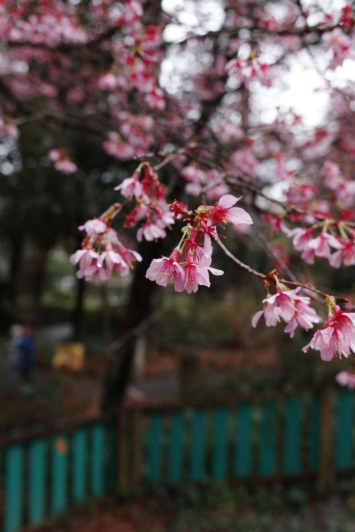 RICOH GR IV HDF Premium Compact Camera, Built-in Highlight Diffusion Filter customer photo 2