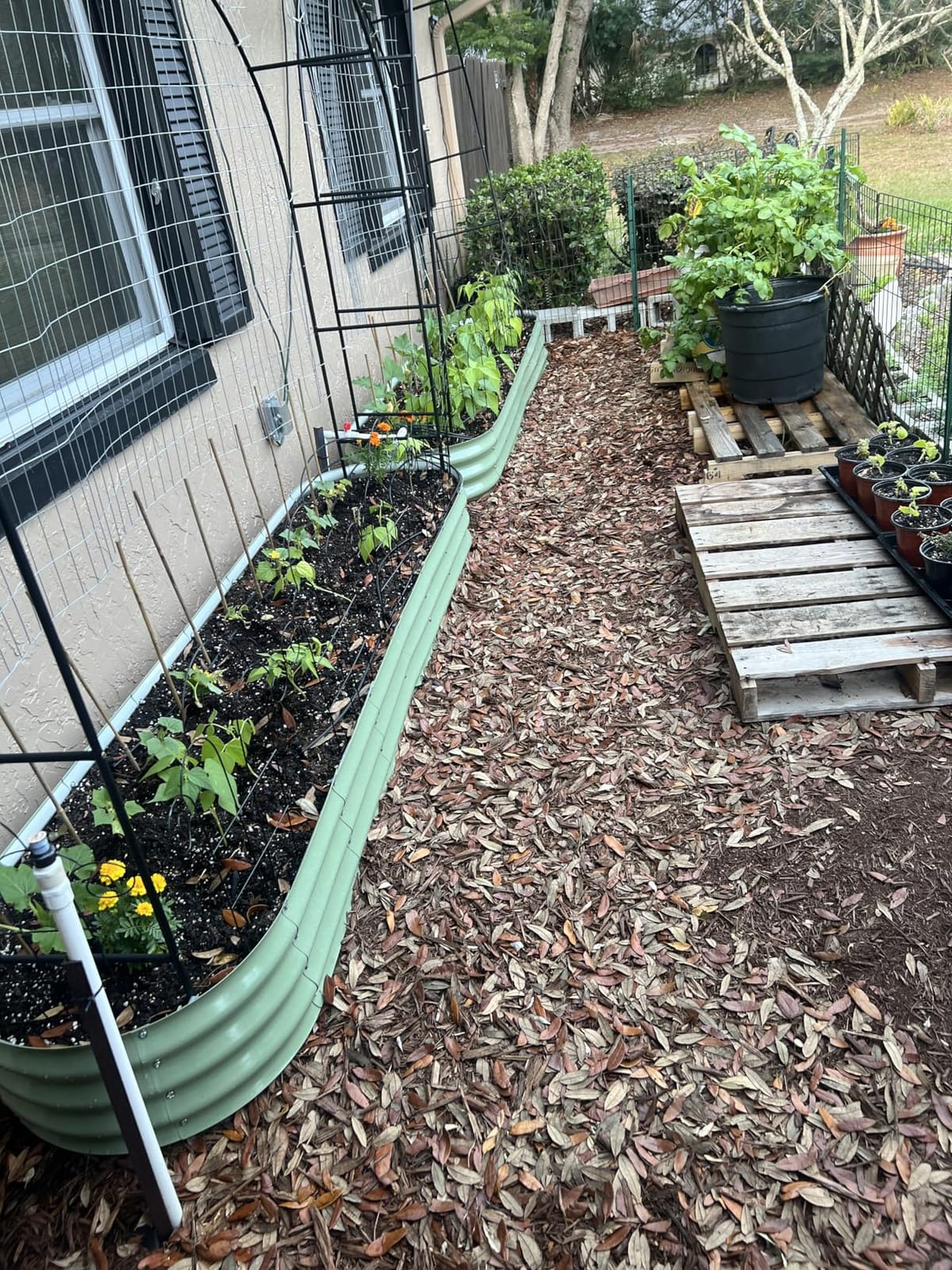 Winpull 8x2x1.5 ft Galvanized Steel Raised Garden Bed, Raised Garden Bed Kit, Galvanized Planter Box Outdoor, 18 inch Tall Oval Large Metal Raised Bed for Gardening Vegetables Flower Herb (Moss Green) customer photo 1