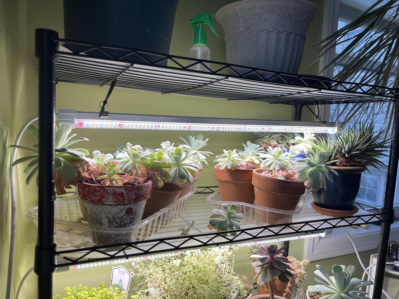 FREELICHT Plant Stand with Grow Light 5-Tier, 4x30W 5000K, 35.4x13.8x61.5IN Metal Plant Shelf with Adjustable Rack and Wheel, 120W 2FT Full Spectrum LED Grow Lights with Timer for Vegs, Seed Starting customer photo 1