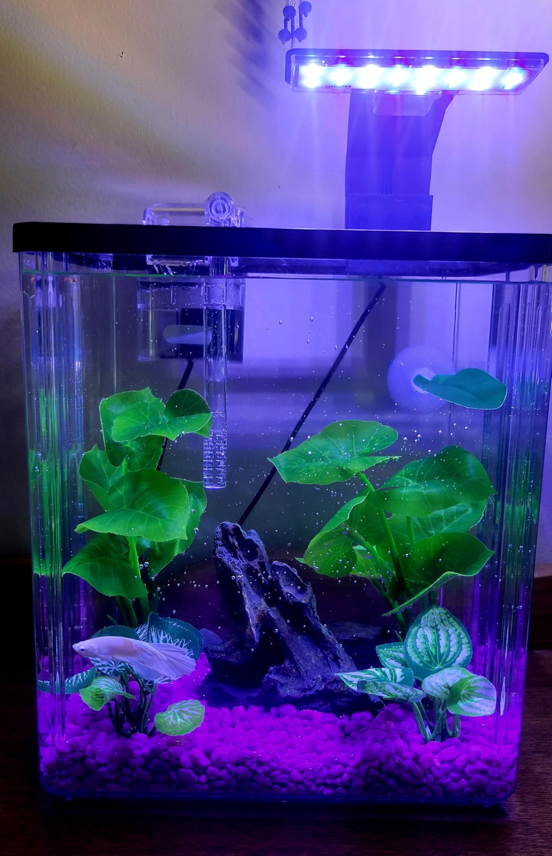 1.8 Gallon Beta Fish Tank Aquariums Kits - Clear Small Fish Bowl Starter Kit with LED Light, Water Filter Pump, Hydroponic Basket - Beginner's Gift for Guppy Shrimp Goldfish, Rectangular customer photo 1