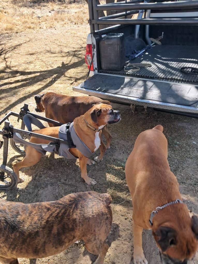 Adjustable Large Dog Wheelchair for Back Legs, Upgraded Wheel, Disabled Pets, Leg Brace, Mobility Aid for Large Pets, Hind Limb Rehabilitation, Older, Disabled (XXL, Chest 32.7-37.8in) customer photo 1