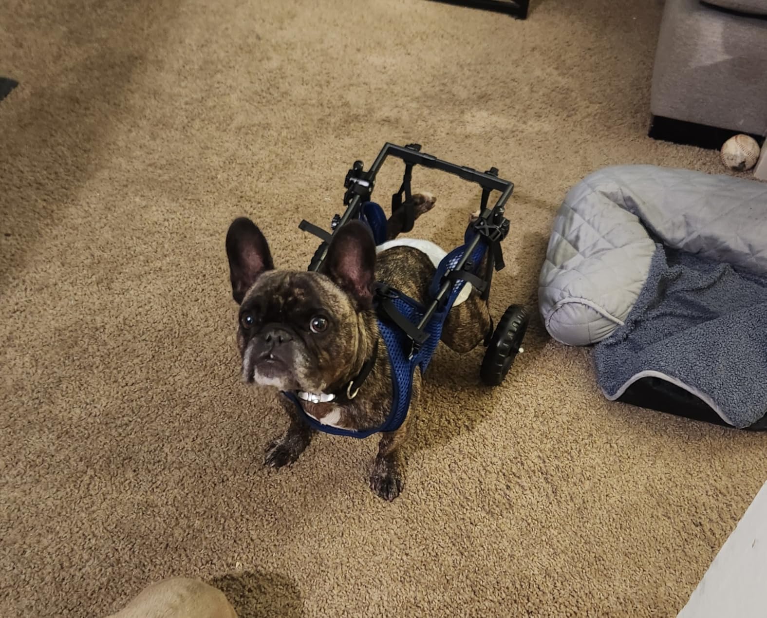 Adjustable Large Dog Wheelchair for Back Legs, Upgraded Wheel, Disabled Pets, Leg Brace, Mobility Aid for Large Pets, Hind Limb Rehabilitation, Older, Disabled (XXL, Chest 32.7-37.8in) customer photo 2