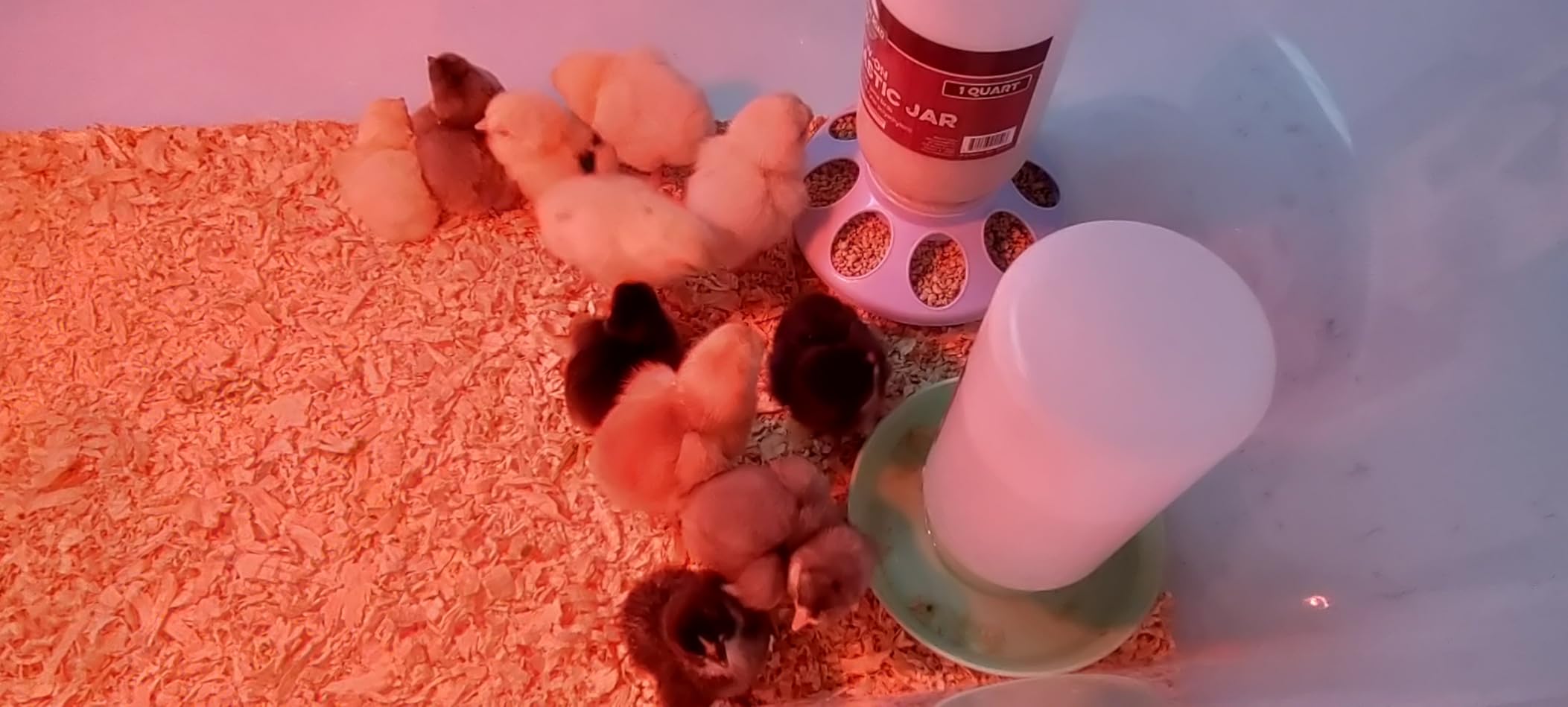 Incubator for Hatching Eggs - 12 Egg Capacity, 360° Viewing for Chicken | Automatic Temp & Humidity Control, Auto Egg Turning & Built-in Egg Candler customer photo 1