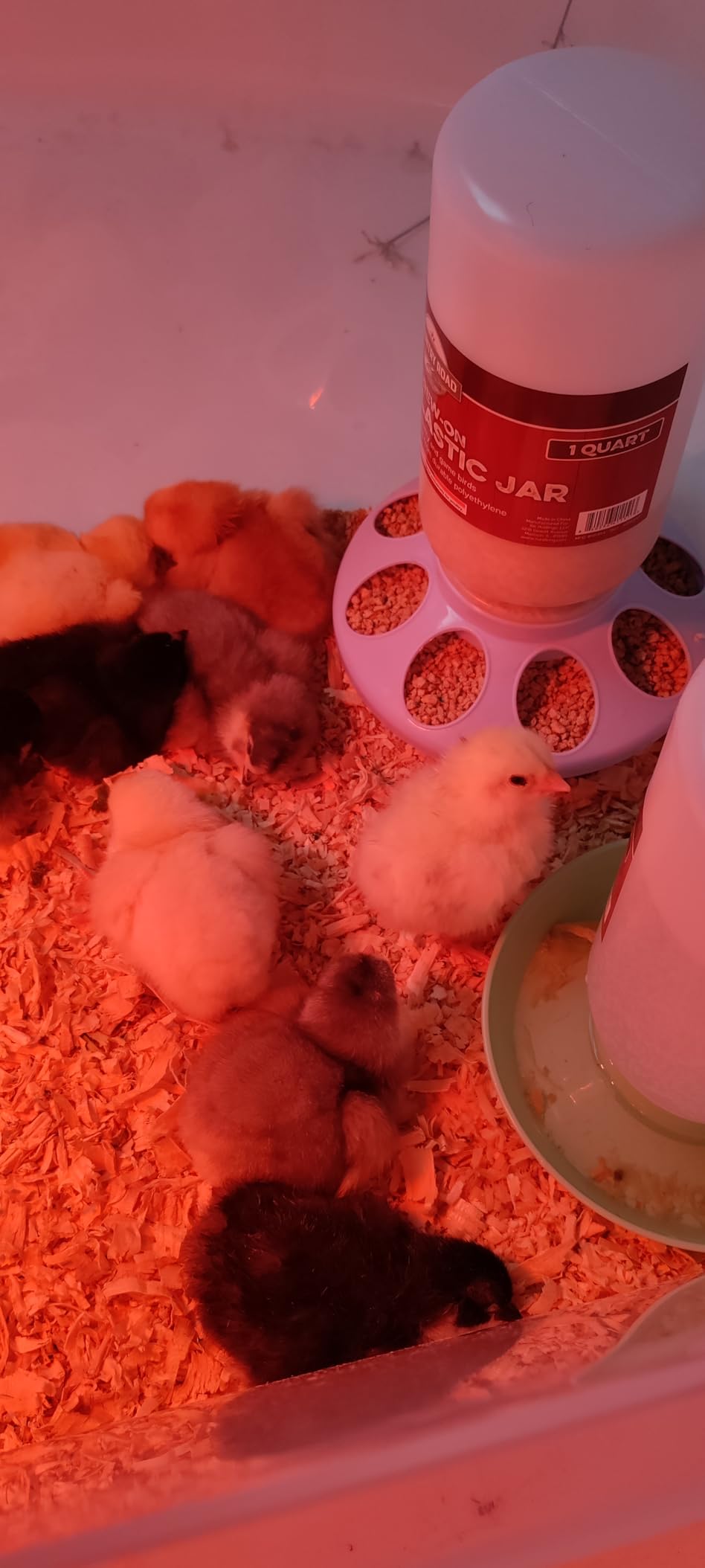 Incubator for Hatching Eggs - 12 Egg Capacity, 360° Viewing for Chicken | Automatic Temp & Humidity Control, Auto Egg Turning & Built-in Egg Candler customer photo 2