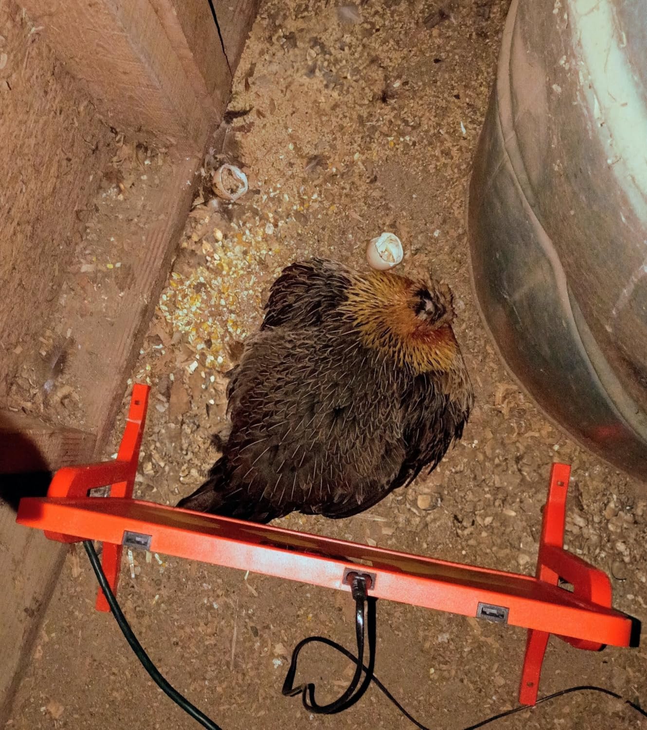 Chicken Coop Heater with New Technology Far-Infrared Heating - Adjustable Radiant Panel for Chicks, Fire-Safe Coop Heater, Brooder-Compatible, Wall-Mount or Floor-Standing, 86-194F customer photo 2