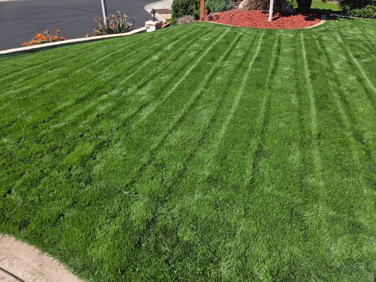 TIECTOWN 2026 Upgrade 16-Inch 15.5 Amp 2-in-1 Electric Dethatcher and Scarifier with 14.5-Gallon Collection Bag, Lawn Dethatcher with 5-Position Depth Adjustment, Keeps Lawn Healthy - Green customer photo 1