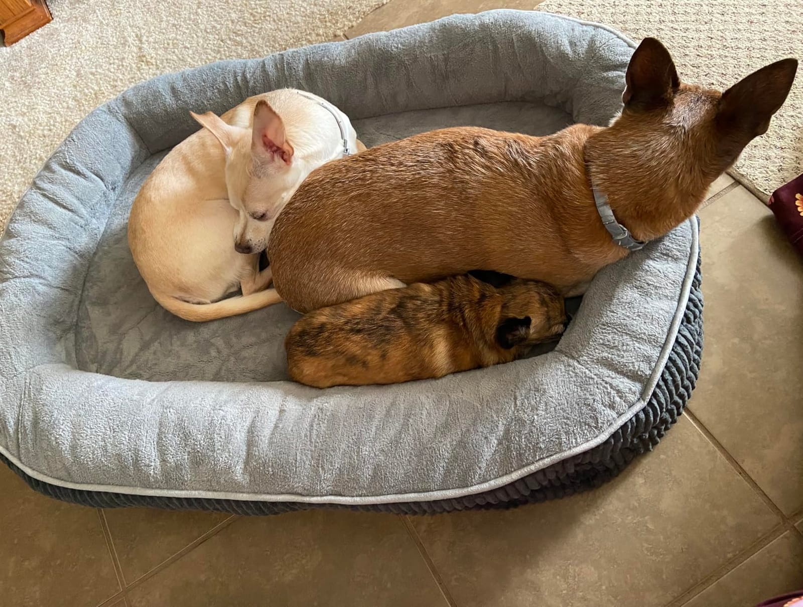 Bedsure 360° Oval Bolster Orthopedic Dog Beds Large Sized Dog, 35