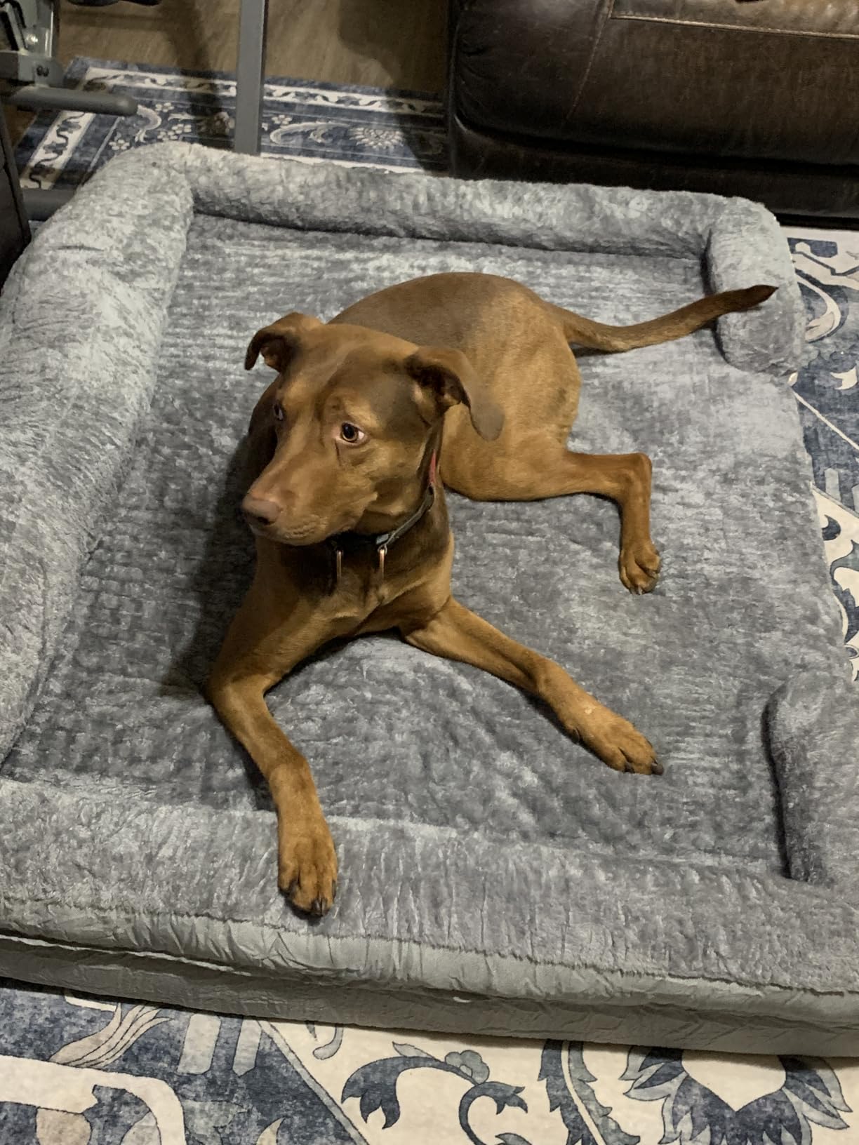 Orthopedic Dog Bed for Extra Large Dogs, 45