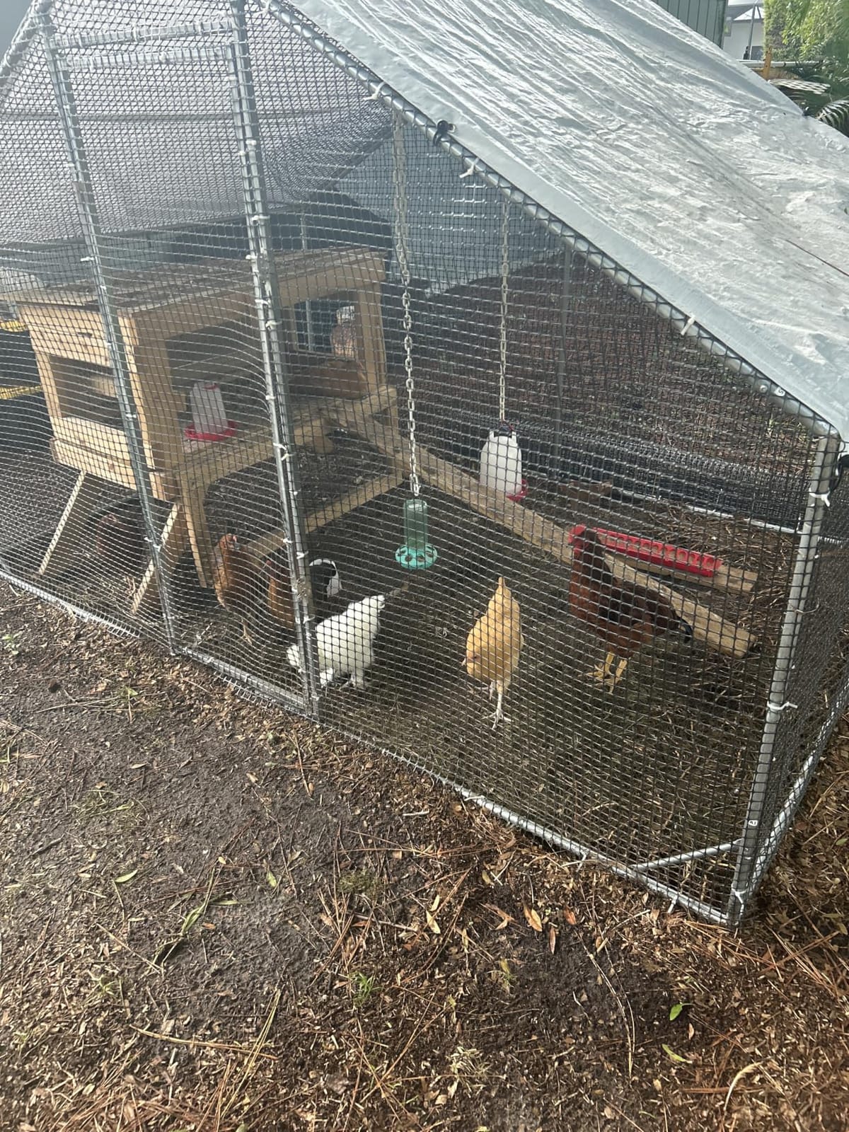 Large Walk-in Chicken Coop with Chicken Run, Galvanized Poultry Enclosure with Waterproof Anti-UV Cover and Security Lock, Ideal for Rabbit, Duck, Backyard and Farm Yard, 9.8'x 6.6'x 6.6' customer photo 1