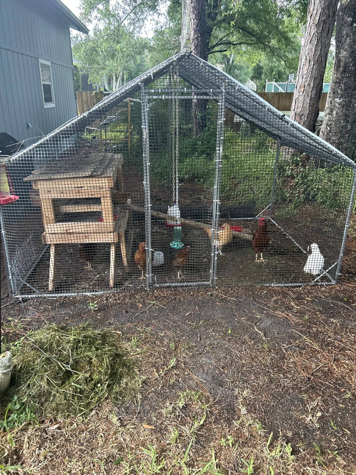 LEVELEVE Large Walk-in Chicken Coop with Chicken Run, Galvanized Poultry Enclosure with Waterproof Anti-UV Cover and Security Lock, Ideal for Rabbit, Duck, Backyard and Farm Yard, 13.1'x 9.8'x 6.6' customer photo 2