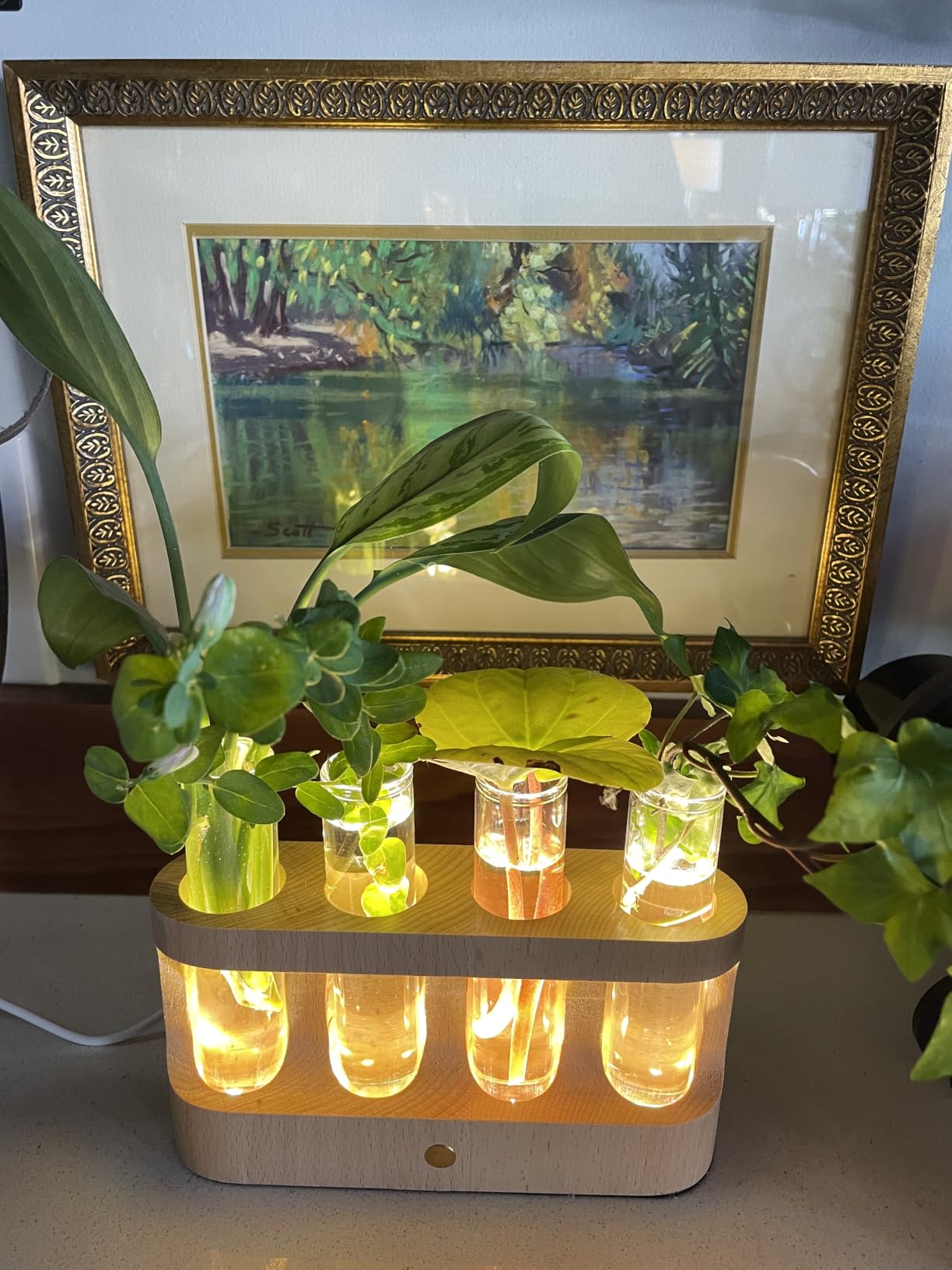 Lightalent Rechargeable Plant Propagation Station, LED Hydroponic Terrarium | Wooden Stand with 4 Glass Tubes and Adjustable LED Light for Indoor Plant Growing, Home Decor and Plant Lover Gifts customer photo 1