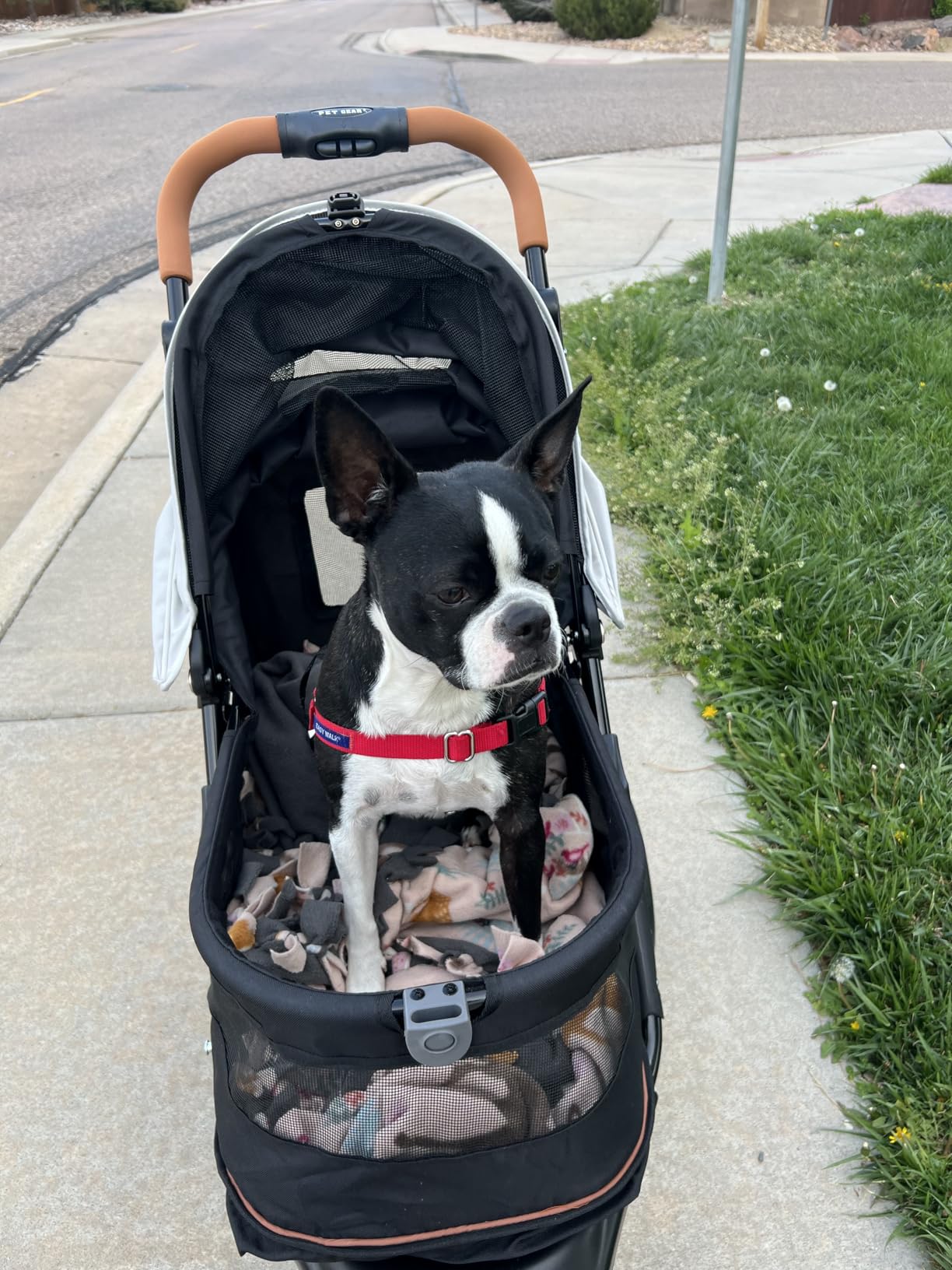 Pet Gear No-Zip AT3 Pet Stroller for Cats/Dogs, Sea Salt | Zipperless Entry, Easy One-Hand Fold, Jogging Tires, Removable Liner, Cup Holder + Storage Basket customer photo 2