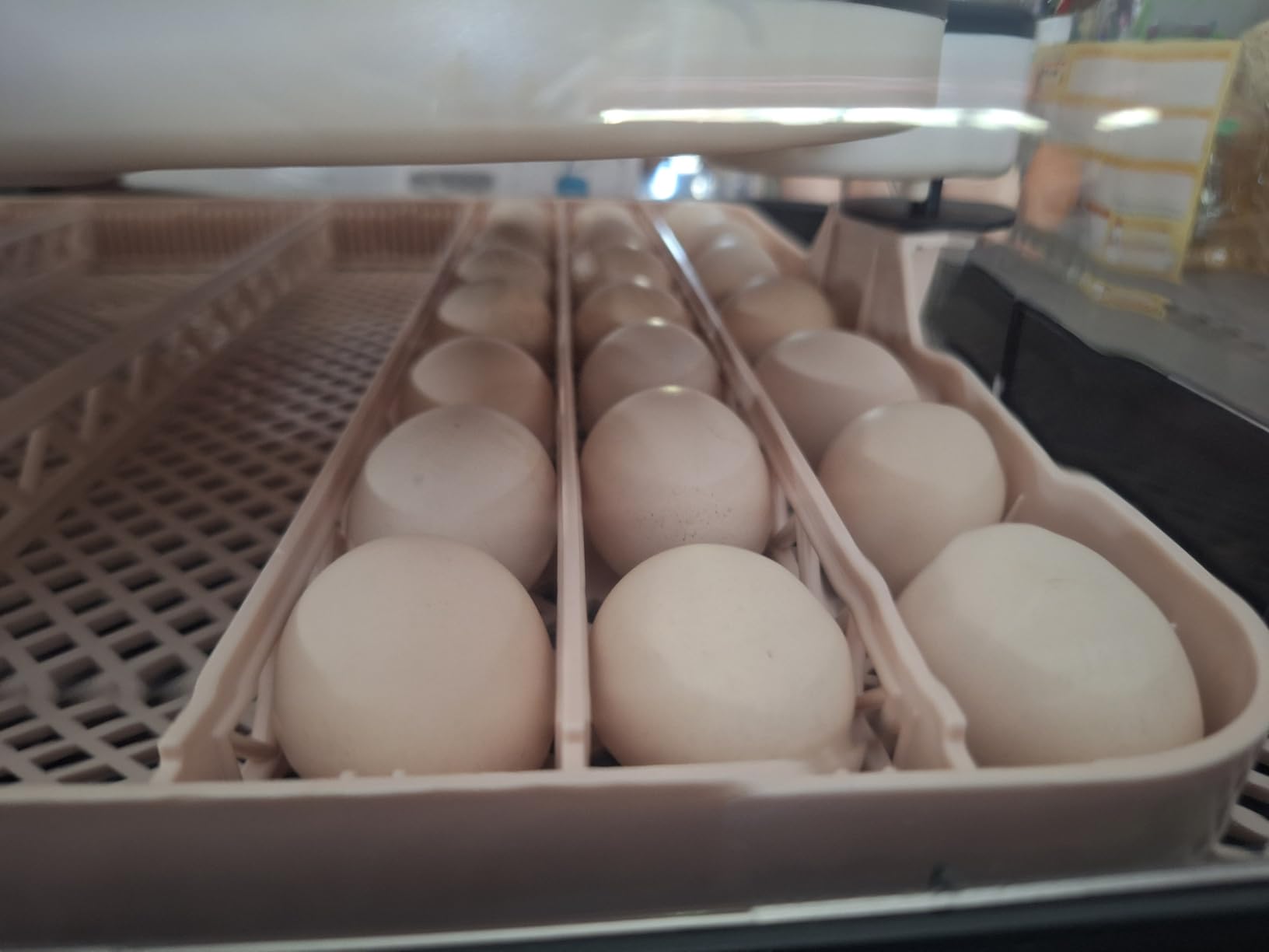 Sailnovo 70 Egg Incubators, Auto Humidification & Temperature Control | Auto Egg Turning & Built-in Candler & Alert System, Incubator for Chicken Duck Quail Eggs, Perfect for Lab School Farm customer photo 2
