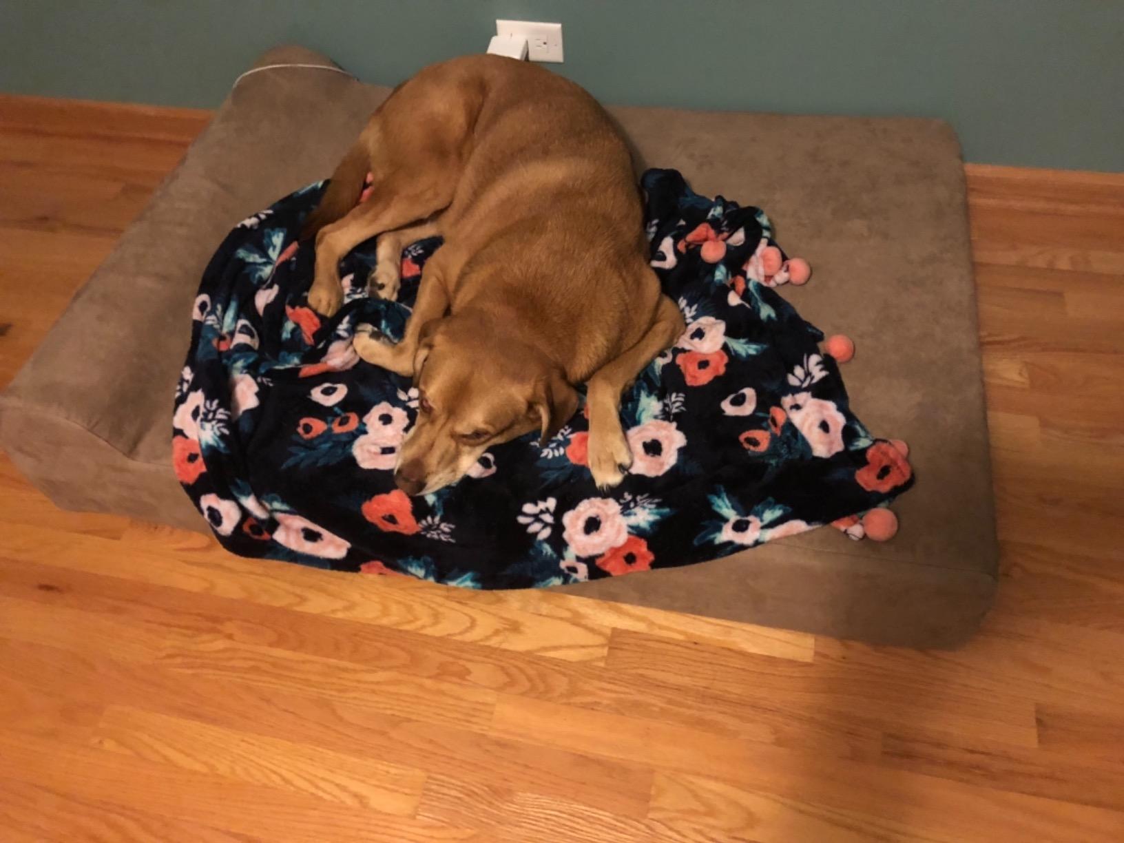 Barker Beds Large Orthopedic Dog Bed - 7