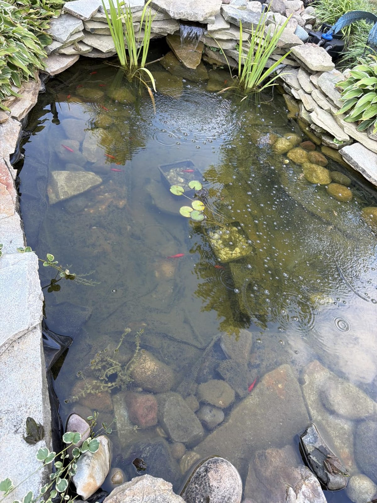 Three seconds 1840GPH Bio Pressure Pond Filter with 13W Cleaning Light | Various Ponds. Koi Pond Filter for Outdoor Ponds, Ornamental Pond up to 1600 Gallons or Fish Pond up to 800 Gallons customer photo 1