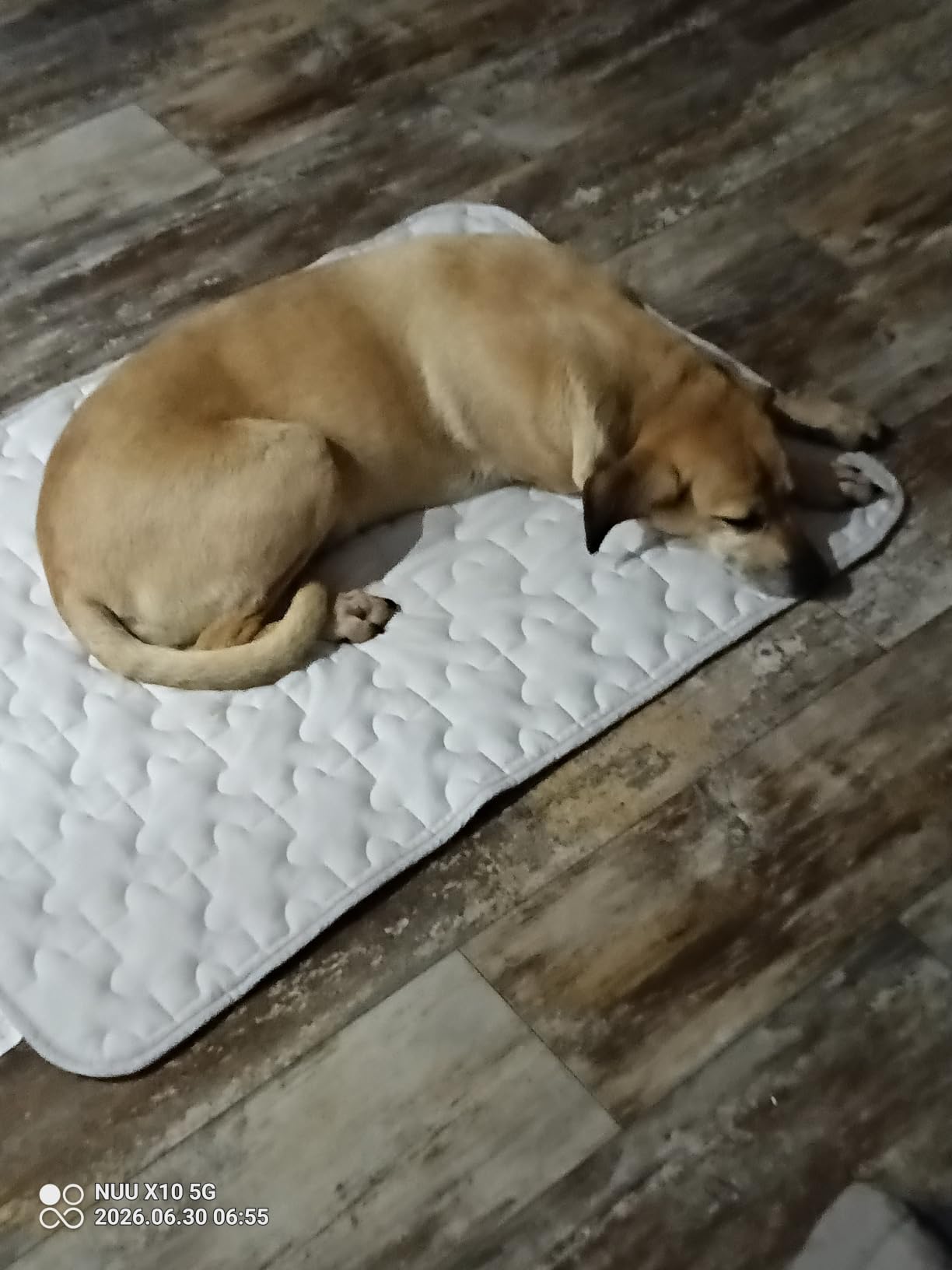 Cooling Dog Mat X-Large, Breathable 3D Mesh No-Gel Pad, Gray | No-Gel 3D Air-Mesh, Machine Washable, Moisture-Wicking Core, Anti-Slip, No Leaks, For Crate & Home customer photo 1