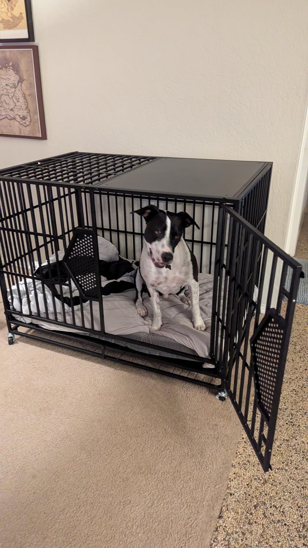 CAMMOO 48'' Heavy Duty Dog Crates for Large Dogs - Escape-Proof Dual Top Fences, Reinforced Square Tube Frame, Dog Kennel Indoor, Easy-Clean Split Floor, Extra-Wide Door, Dog Cage for High Anxiety Dog customer photo 2