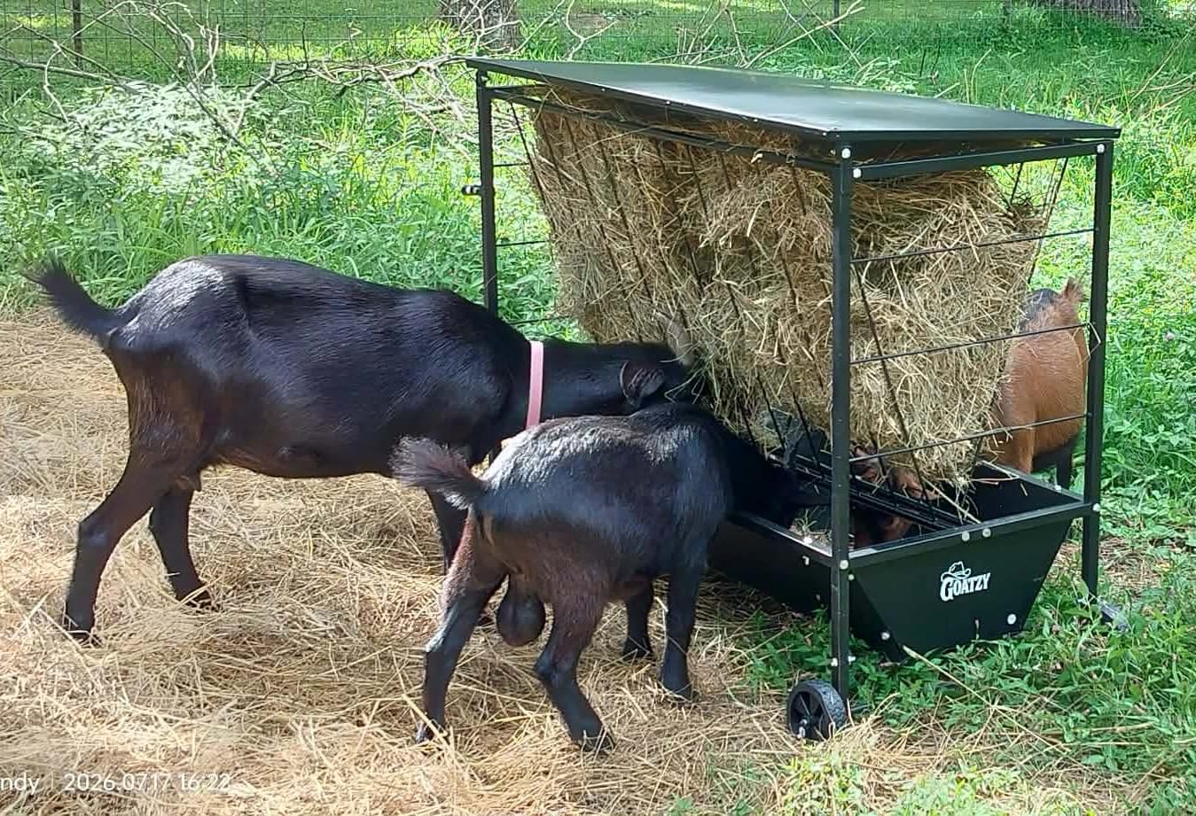 Large Hay Feeder for Goats with Roof, Wheels and Handles, Covered 2-in-1 Galvanized Steel Goat Hay Feeder Trough, 50 Gallon Rack and 20 Gallon Grain for Horse Sheep Cattle Alpacas Livestock customer photo 1