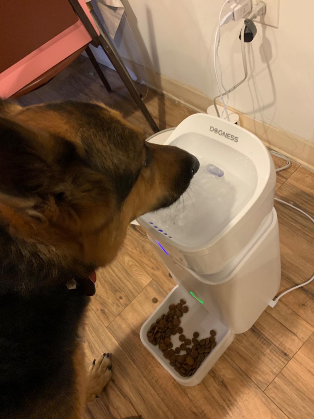 DOGNESS 11L Cordless Programmable Large Breed Dog Feeder | Automatic Timed Dog Feeder Extra Large Pet Food Dispenser Feeder, Portion Control,5000mAh Battery and Plug-in Power(Black) customer photo 2