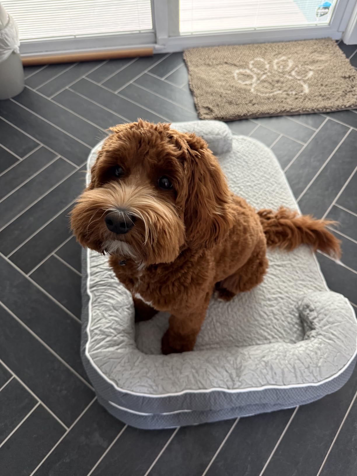 LE SURE RealOrtho XL 3-Layer Orthopedic Dog Beds Large Sized Dog, 42