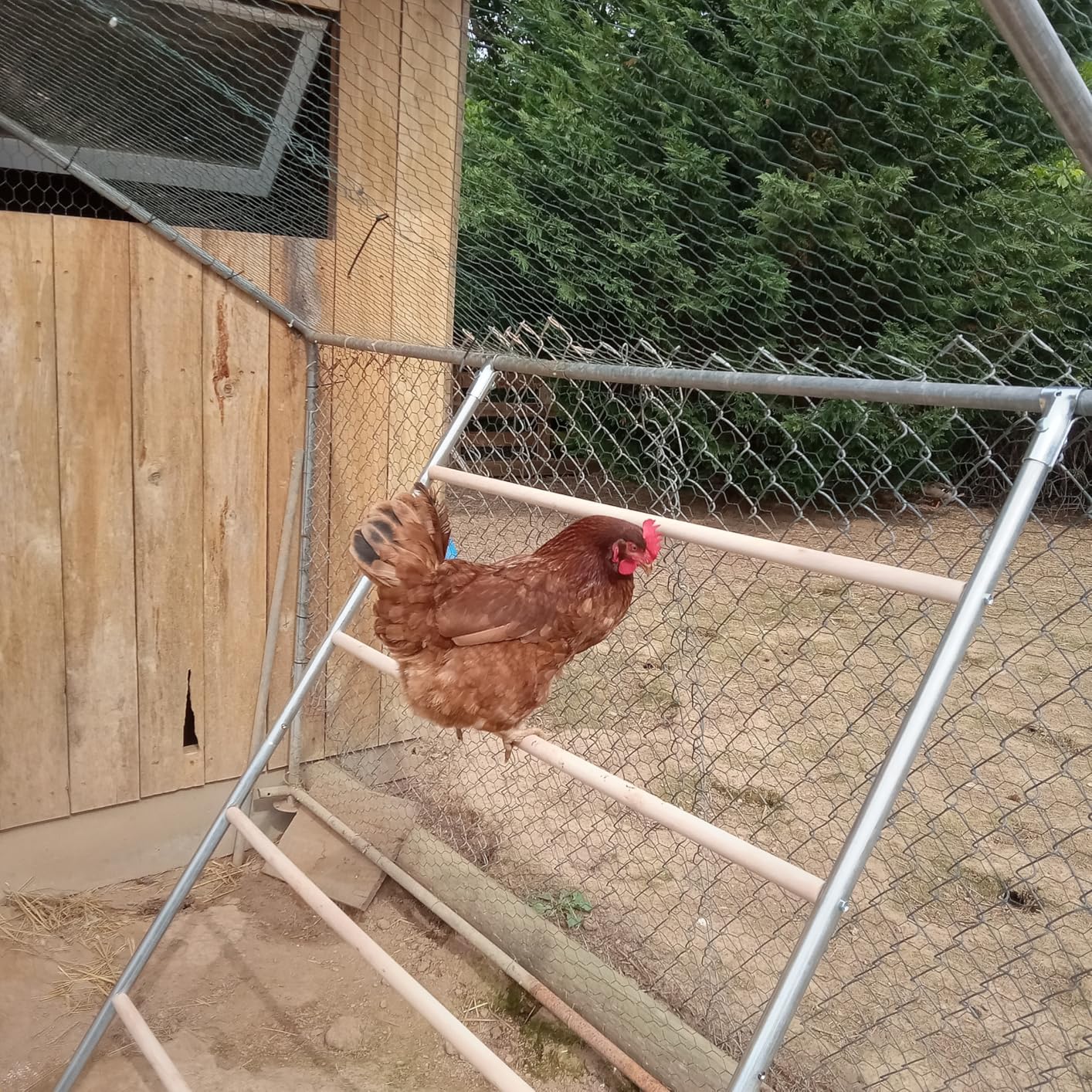 Large Metal Chicken Coop Runs for Yard with Cover, 10x6.5x6.5 | Perch Bars, Split Doors, Waterproof Covers, Mesh Wire customer photo 2