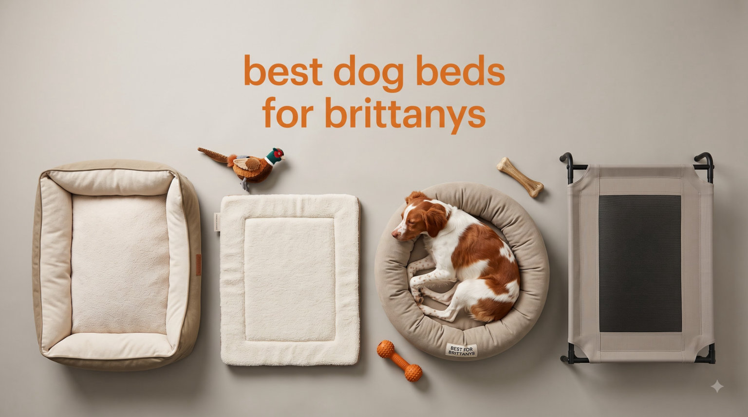 best dog beds for brittanys