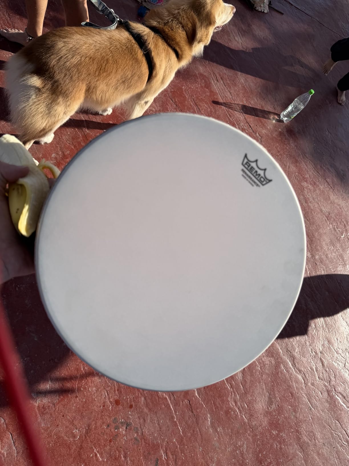REMO Frame Drum, RENAISSANCE®, 22