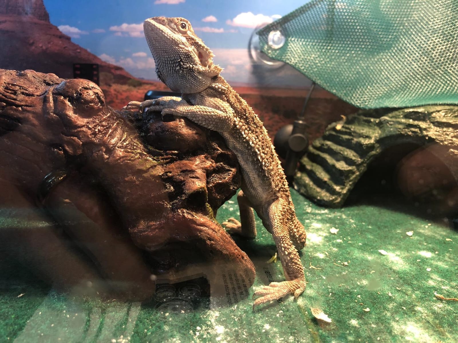 Zilla Heat Mat for Reptiles, Terrarium Heater, Small, 8 Watt customer photo 1