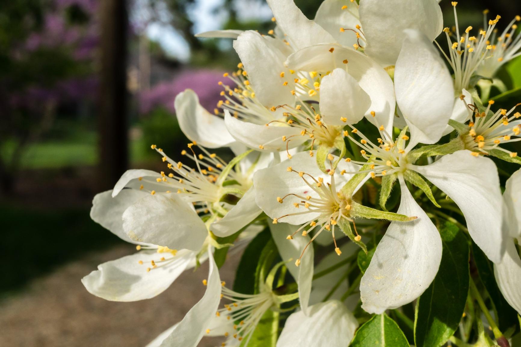 Sony SEL30M35 30mm f/3.5 e-mount Macro Fixed Lens customer photo 2
