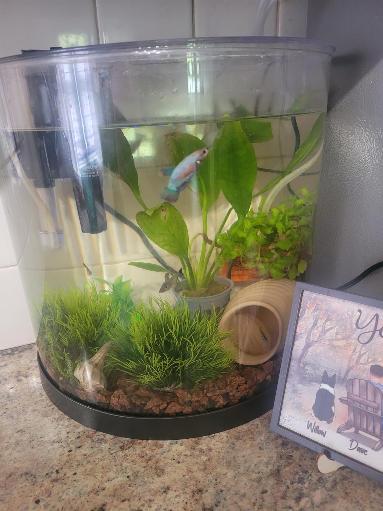 Tetra ColorFusion Starter 3 Gallon Fish Tank Kit for Small Freshwater Fish customer photo 1