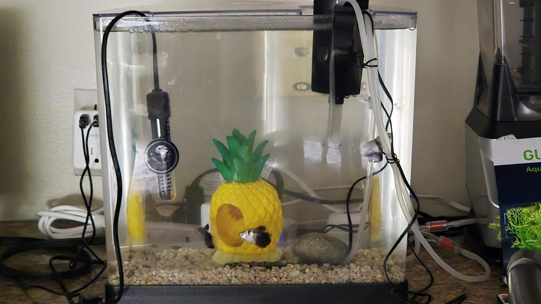 Tetra ColorFusion Starter 3 Gallon Fish Tank Kit for Small Freshwater Fish customer photo 2