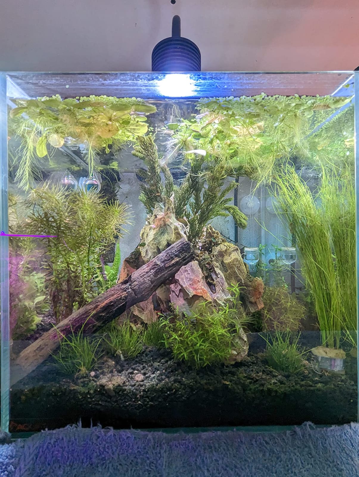 Zoo Med Nano 10 External Canister Filter, up to 10 Gallons,Black customer photo 2