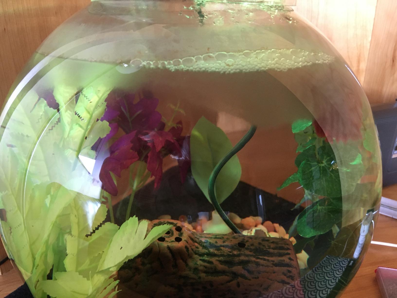 Hydor Betta Bowl Slim Fish Tank Heater, 7.5-watt, measures 3.5 inches round, black; For tanks 2-5 gallons customer photo 1