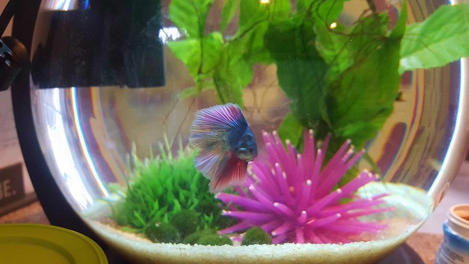 Hydor Betta Bowl Slim Fish Tank Heater, 7.5-watt, measures 3.5 inches round, black; For tanks 2-5 gallons customer photo 2