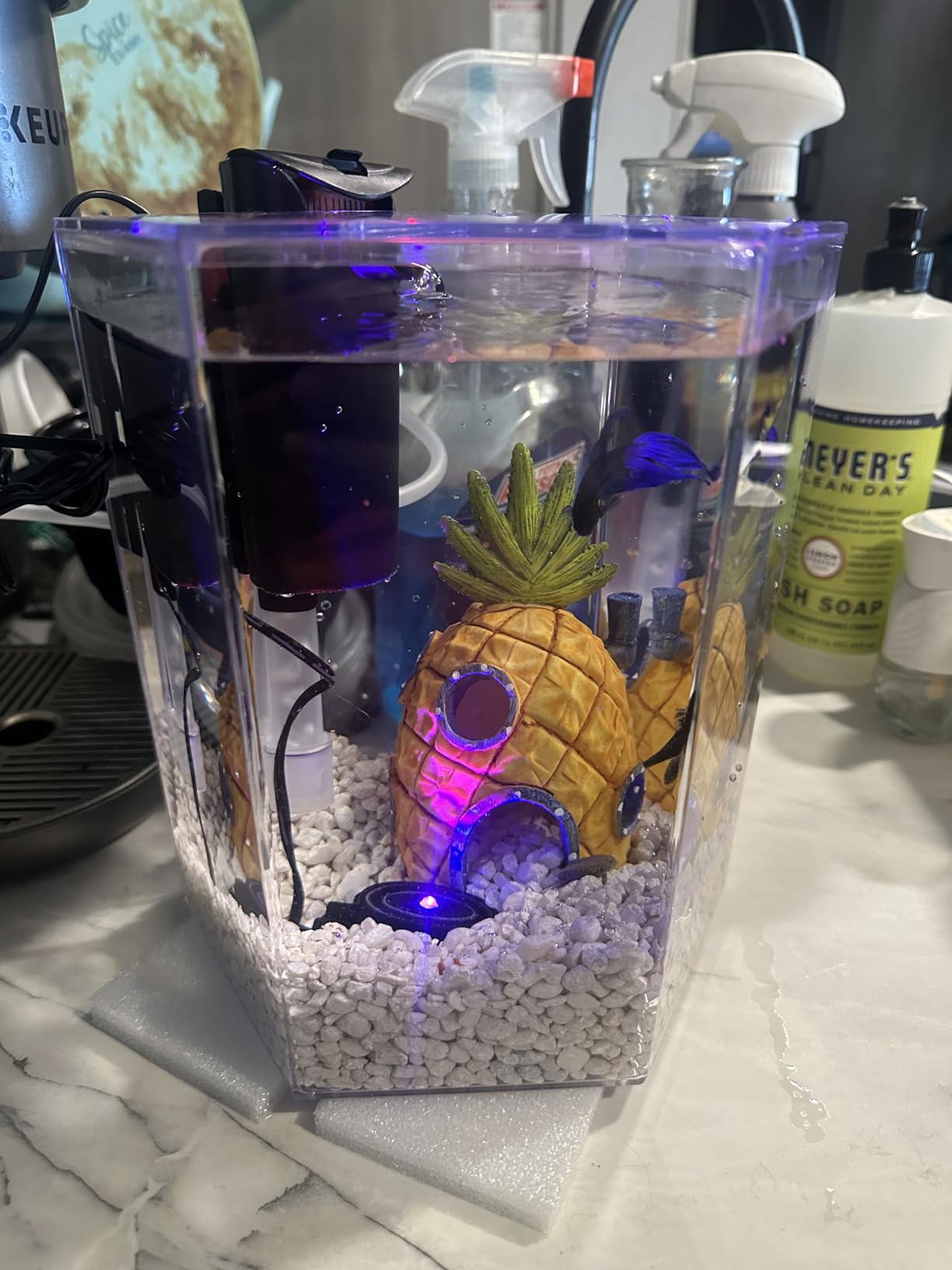 Tetra Starter 1 Gallon Small Fish Tank Kit for Freshwater Fish customer photo 1