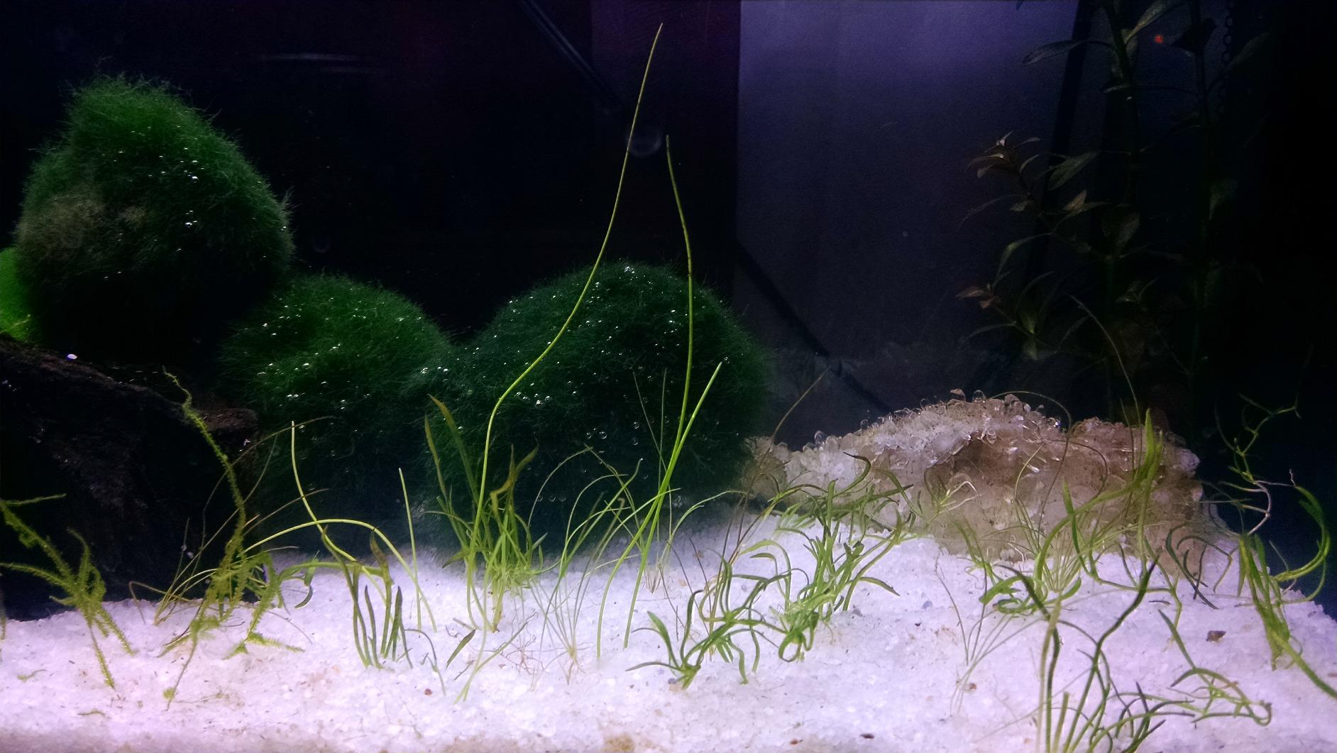 Fluval SPEC III Aquarium Kit, 2.6 Gallon, White customer photo 1