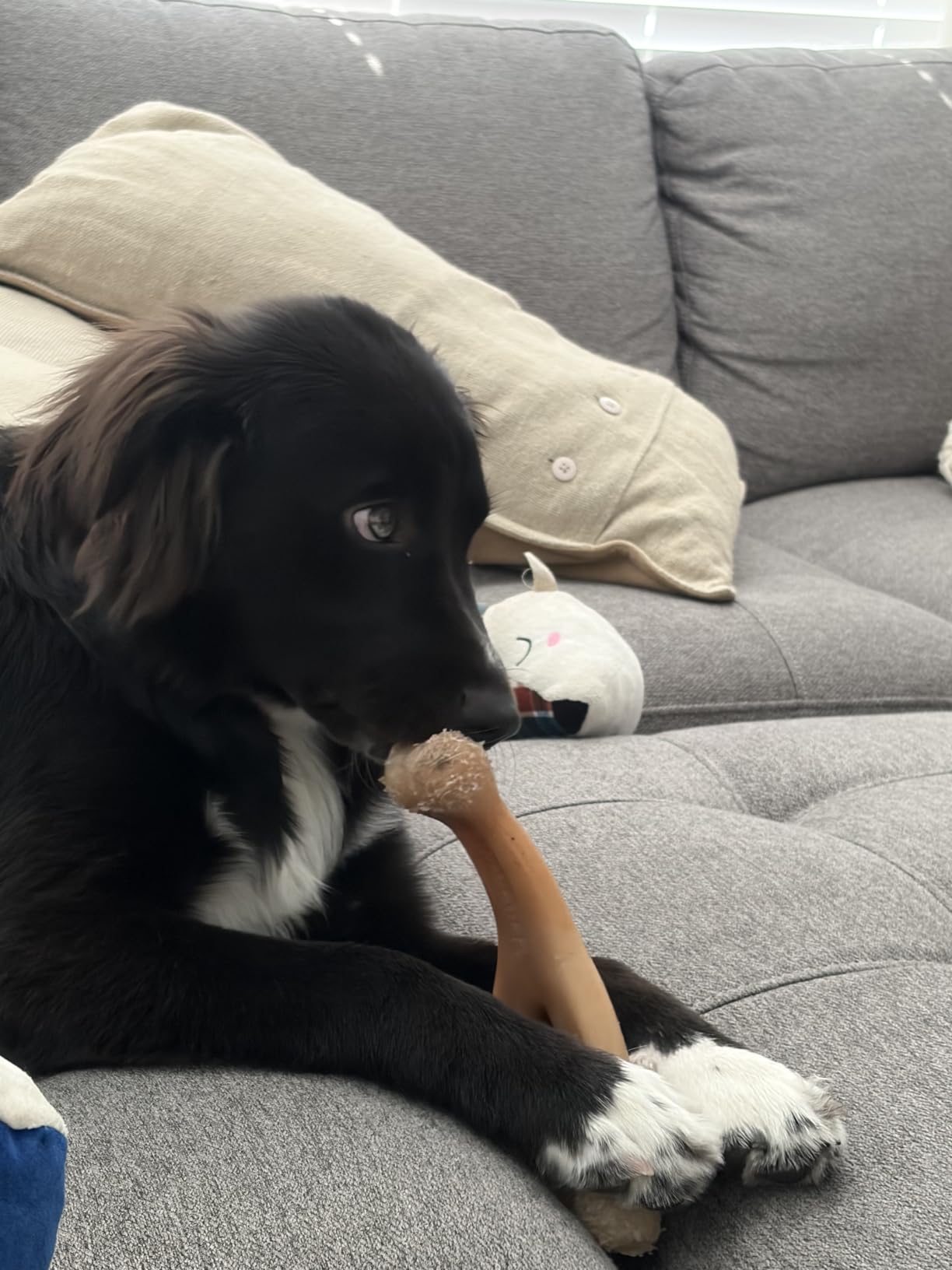 Benebone Wishbone Dog Chew Toy for Aggressive Chewers, Large, Real Chicken | Durable, Super Chewer, Made in USA, Dog Bones, Long-Lasting, A Size for Every Dog, Keeps Them Busy customer photo 2