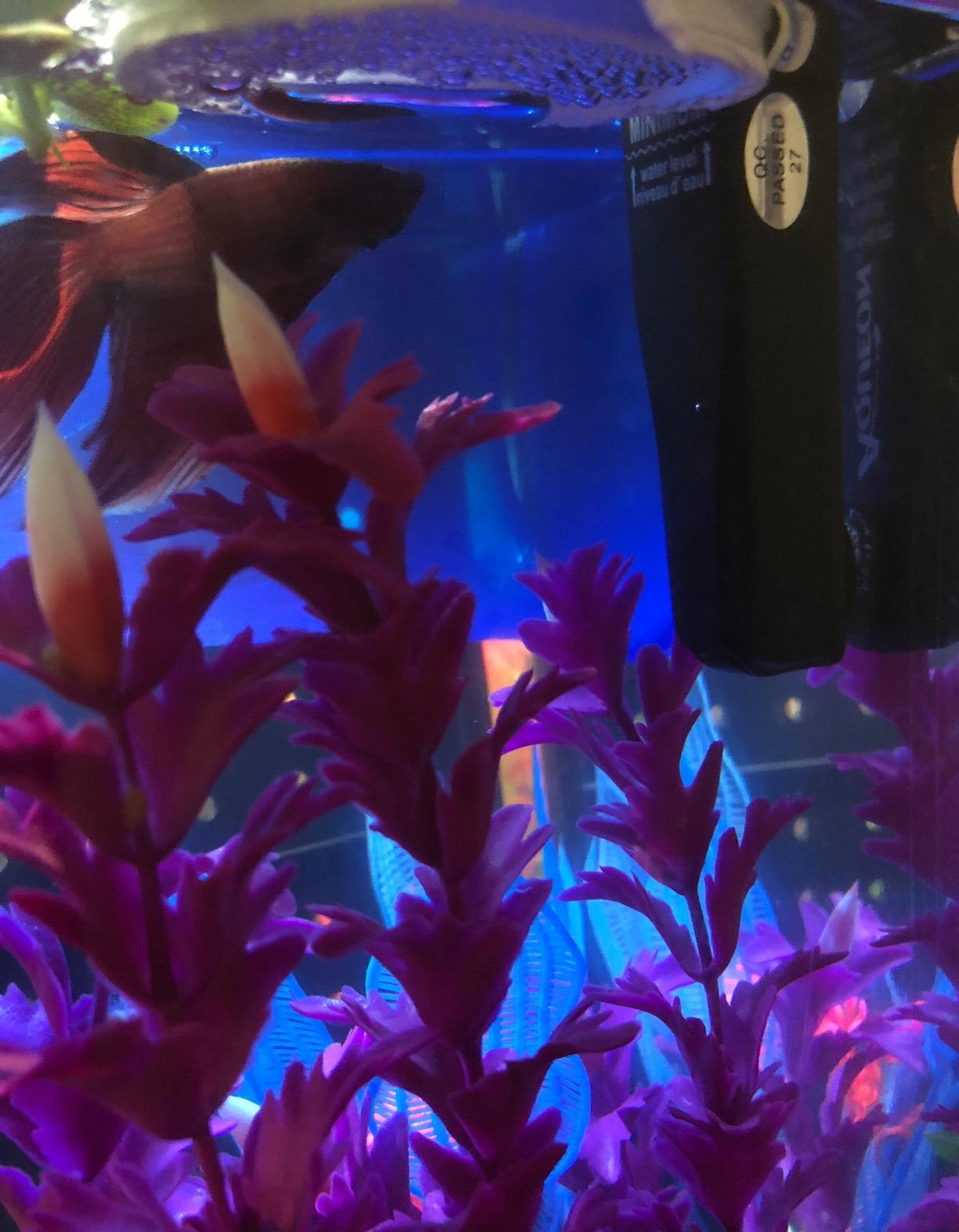 Aqueon Aquarium Heater 5 Gallon, Mini Flat Submersible, 10 Watts customer photo 1