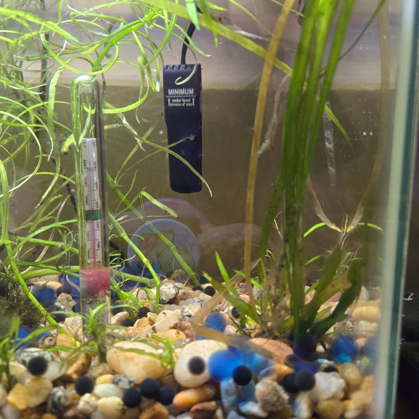 Aqueon Aquarium Heater 5 Gallon, Mini Flat Submersible, 10 Watts customer photo 2