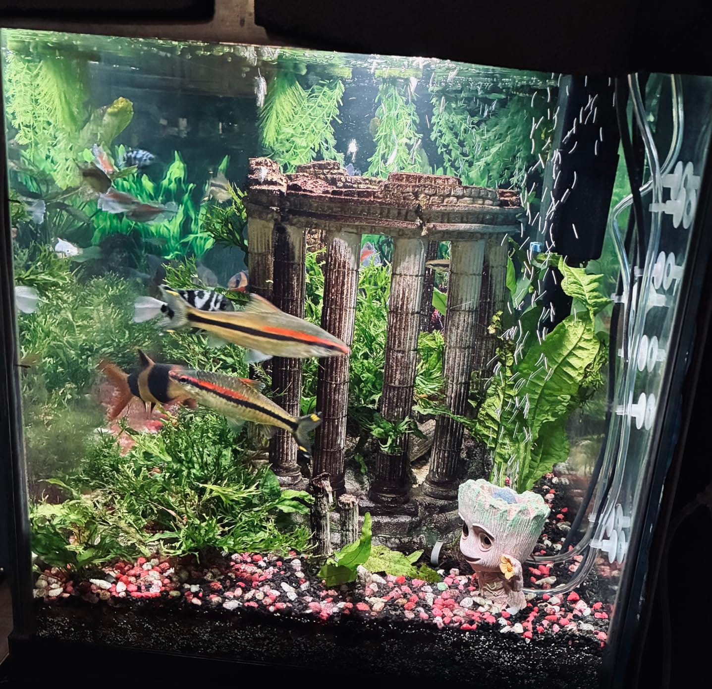 SeaChem – Large Aquarium Fish Tank Filter, Tidal 75 Gallon (300 Liters) by Sicce customer photo 2