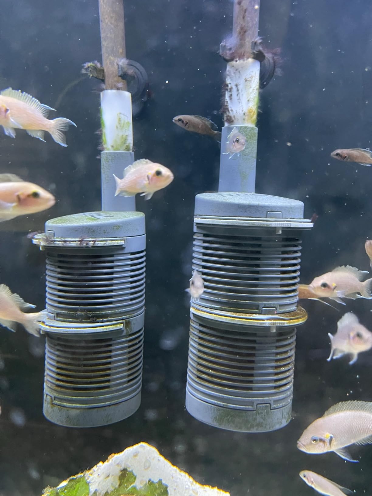 OASE BioMaster External Filter for Aquariums Up to 160 Gallons, Multi-Stage Filtration, Easy Maintenance Prefilter, Quiet Canister Filter, German Engineering customer photo 2